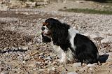 CAVALIER KING CHARLES 555